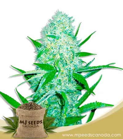 Cali OG Kush x Haze Feminized Marijuana Seeds