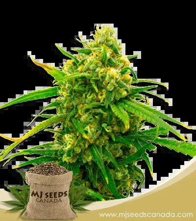 Critical Strain Autoflowering Marijuana Seeds