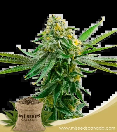 Critical Northern Lights Strain Feminized Marijuana Seeds