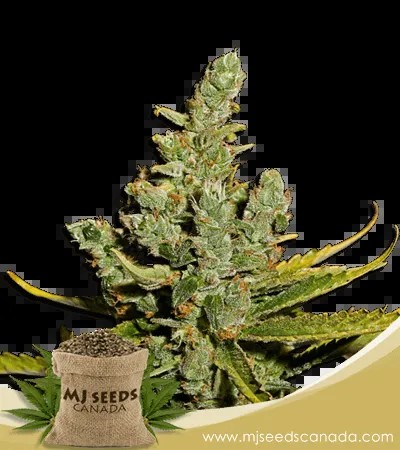 Cheese Strain Autoflowering Marijuana Seeds