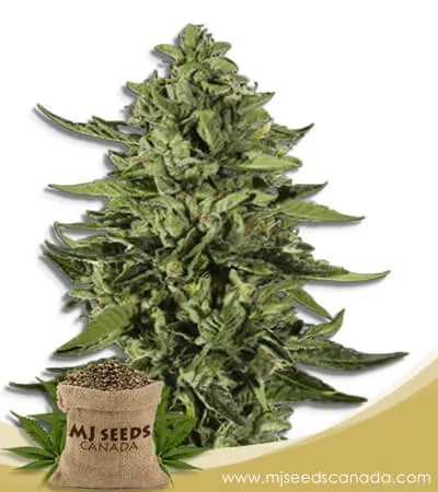 Skywalker Strain Feminized Marijuana Seeds