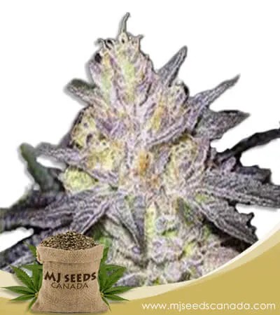 Wedding Cake Strain Feminized Marijuana Seeds
