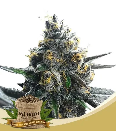 Divorce Cake Strain Feminized Marijuana Seeds