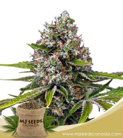Black Cherry OG Strain Feminized Marijuana Seeds