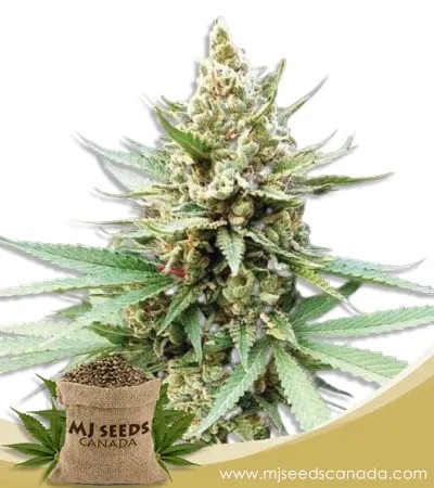 Blue OG Strain Feminized Marijuana Seeds