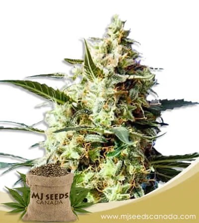 B-52 Strain Feminized Marijuana Seeds