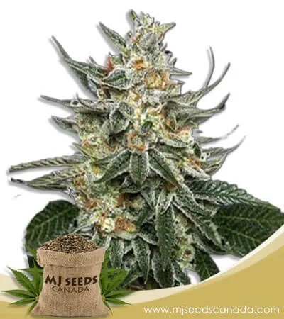Tangie Strain Feminized Marijuana Seeds