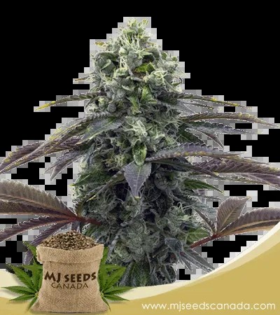 Black Demon OG Strain Feminized Marijuana Seeds