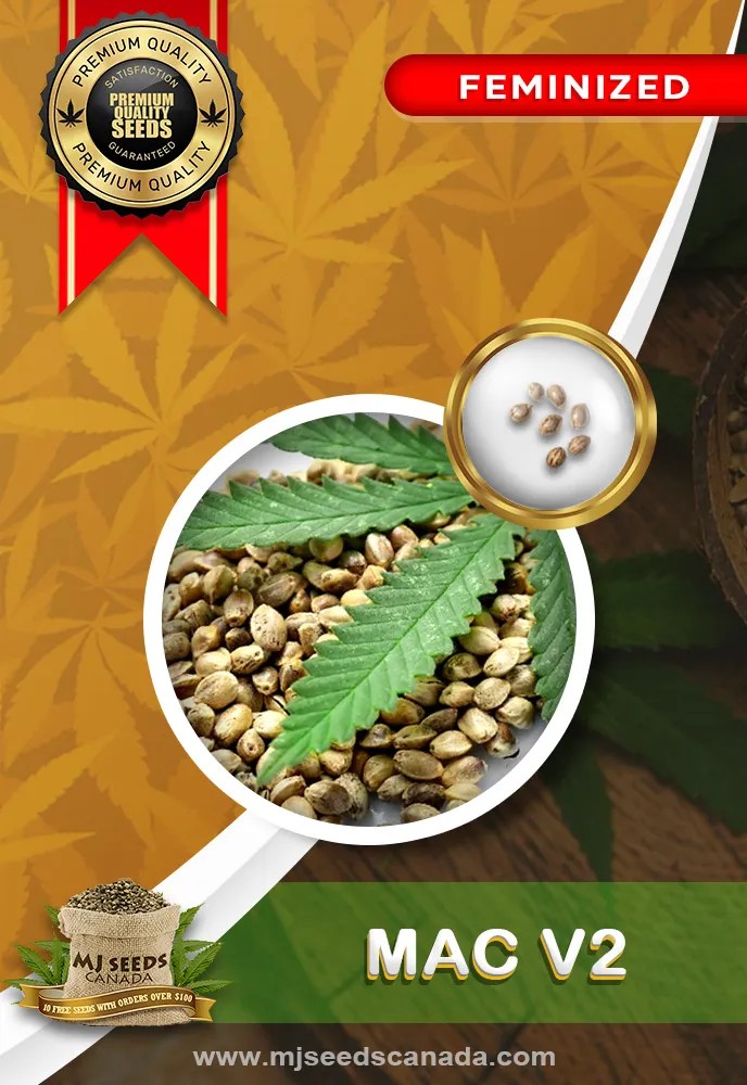 Mac v2 Strain Feminized Marijuana Seeds