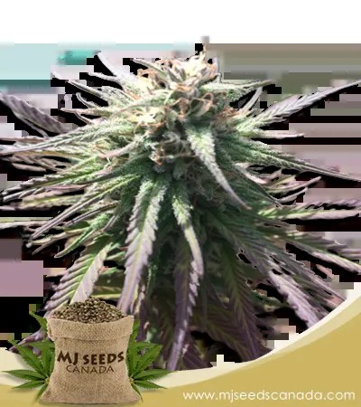 Gelato Strain Marijuana Seeds Regular