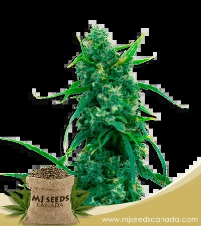 Blue Widow Strain Feminized Marijuana Seeds