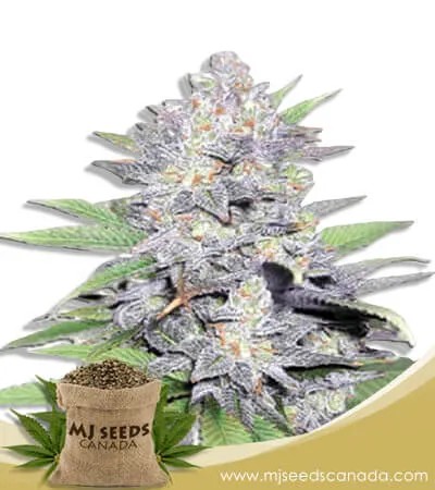 Jelly Bean Strain Feminized Marijuana Seeds