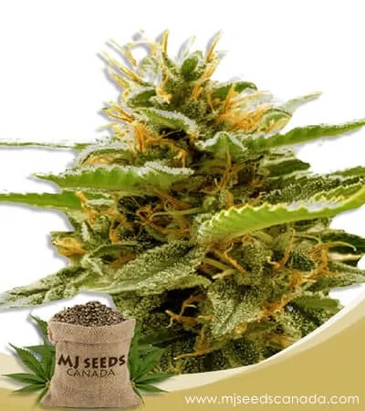 Runtz Strain Feminized Marijuana Seeds
