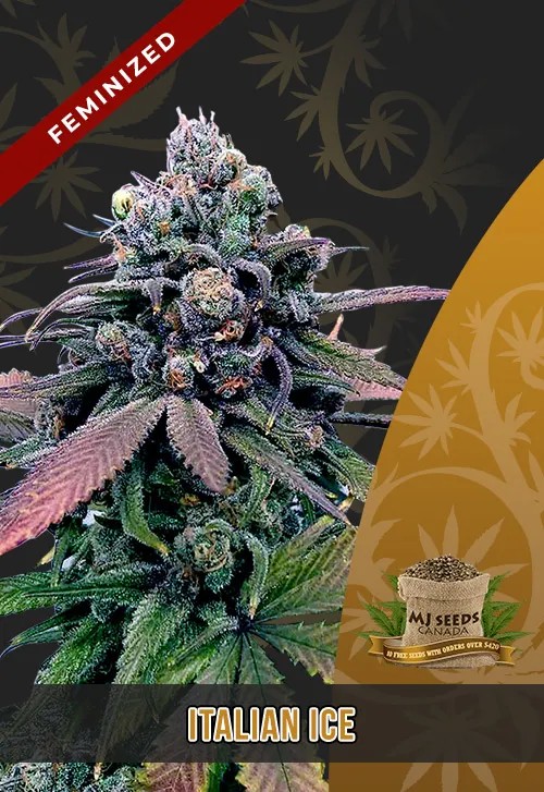 Italian Ice Strain Feminized Marijuana Seeds