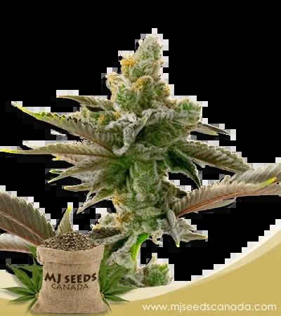 Cherry Pie Strain Feminized Marijuana Seeds