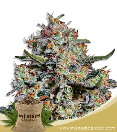 Northern Mango Strain Autoflowering Marijuana Seeds
