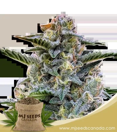 Bruce Banner Strain Marijuana Seeds Regular