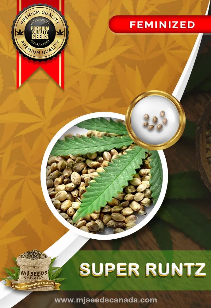 Super Runtz Strain Feminized Marijuana Seeds