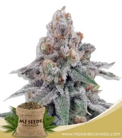 OG Wedding Strain Feminized Marijuana Seeds