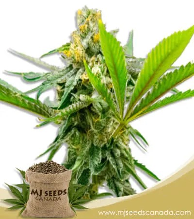 Sweet Island Strain Feminized Marijuana Seeds
