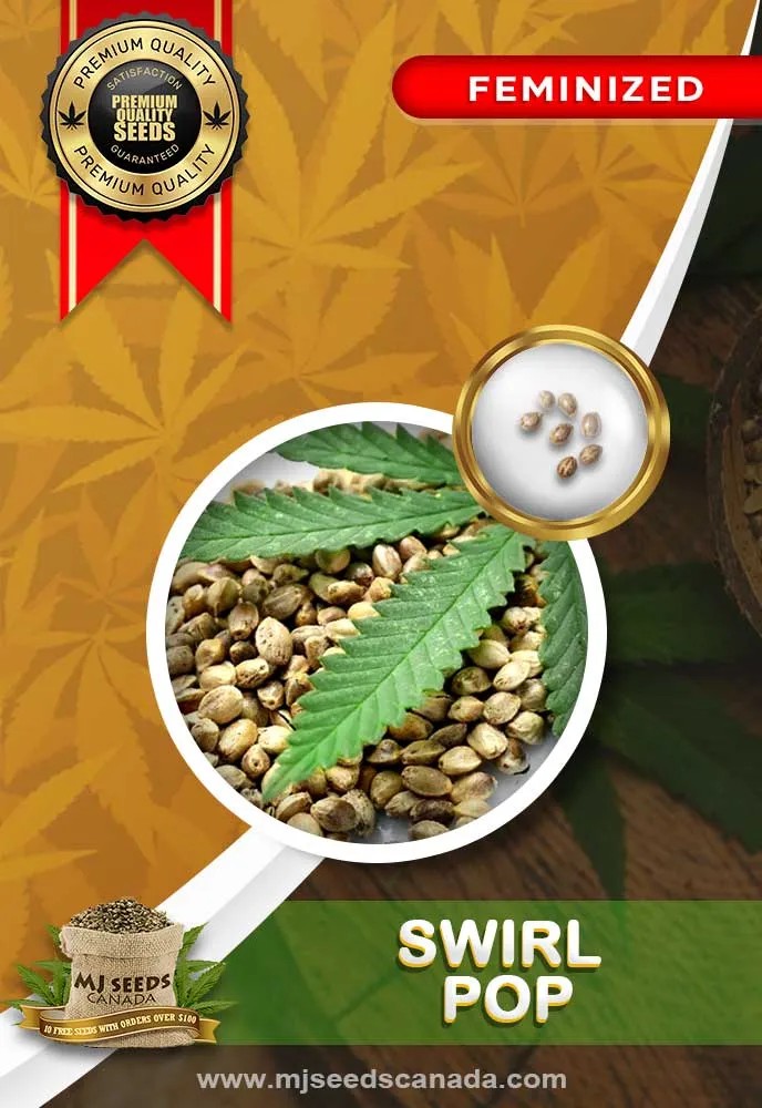 Swirl Pop Strain Feminized Marijuana Seeds