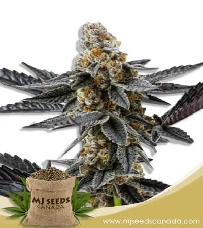 Meat Breath Strain Autoflowering Marijuana Seeds