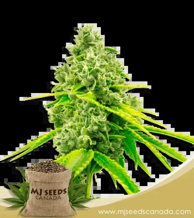 Chocolope Strain Feminized Marijuana Seeds