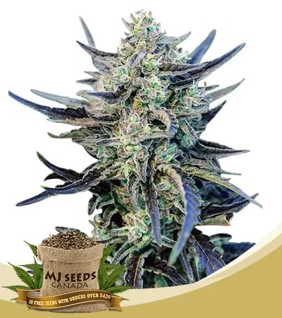 Fog Dog Strain Autoflowering Feminized Marijuana Seeds