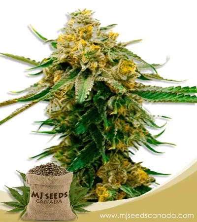 Gorilla G Lemon Strain Feminized Marijuana Seeds