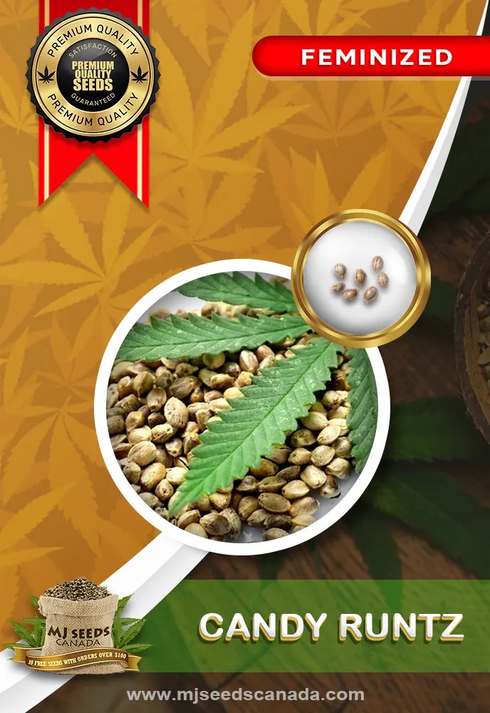 Candy Runtz Strain Feminized Marijuana Seeds