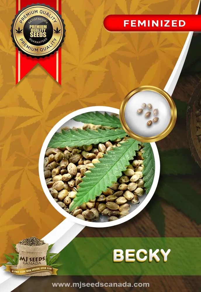 Becky Strain Feminized Marijuana Seeds