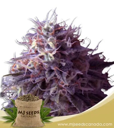 Runtz Strain Autoflowering Marijuana Seeds