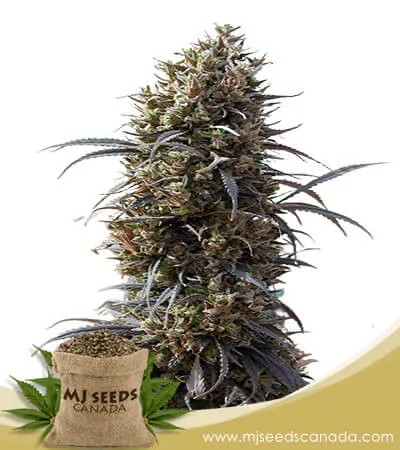 White Strawberry Skunk Strain Feminized Marijuana Seeds