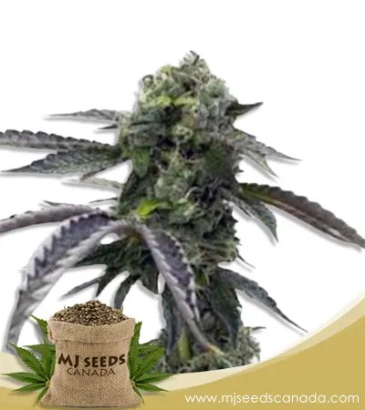 Morning Rose Strain Feminized Marijuana Seeds
