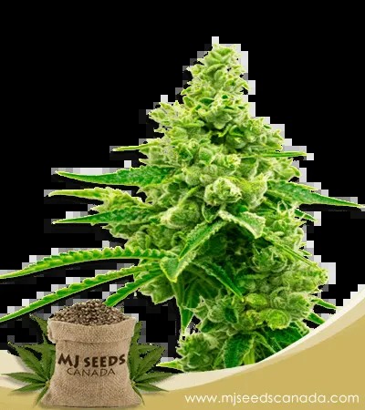Critical Mass Strain Autoflowering Marijuana Seeds