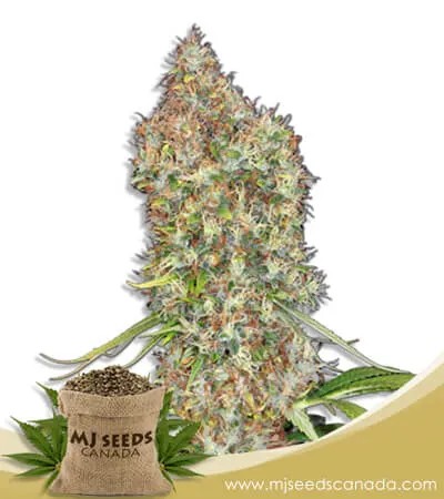 Rosenthal Strain Feminized Marijuana Seeds