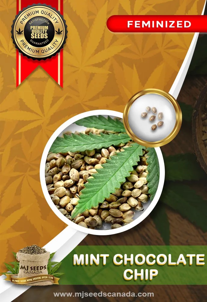 Mint Chocolate Chip Strain Feminized Marijuana Seeds