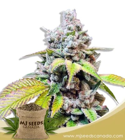 Skunk Berry Strain Feminized Marijuana Seeds