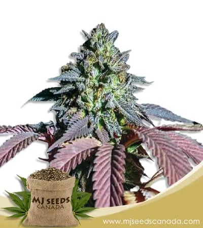 Bonkers Strain Feminized Marijuana Seeds