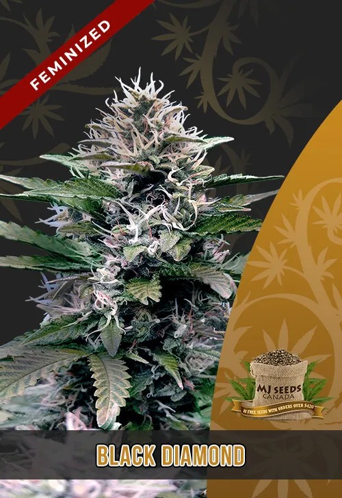 Black Diamond Strain Feminized Marijuana Seeds