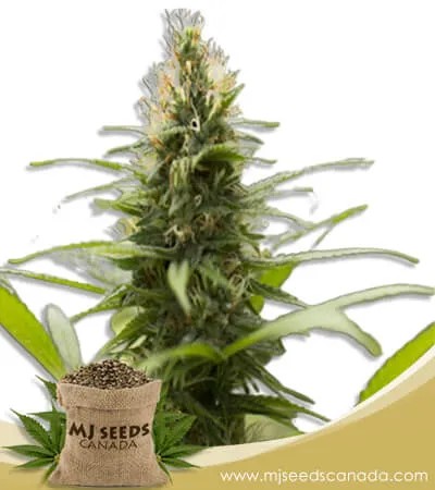 Jack Herer Strain Feminized Marijuana Seeds