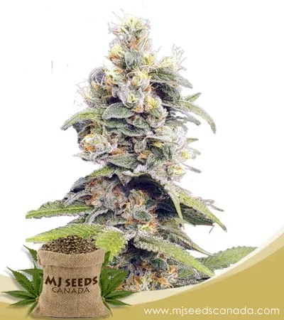 Orange Creamsicle Strain Feminized Marijuana Seeds
