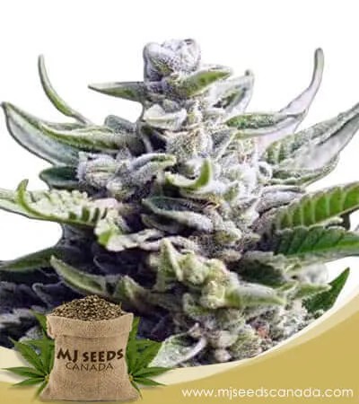 Utopia Strain Feminized Marijuana Seeds