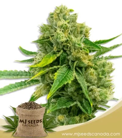 Cheese Diesel Strain Feminized Marijuana Seeds