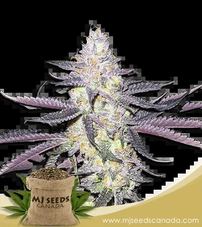 Dolato Strain Feminized Marijuana Seeds