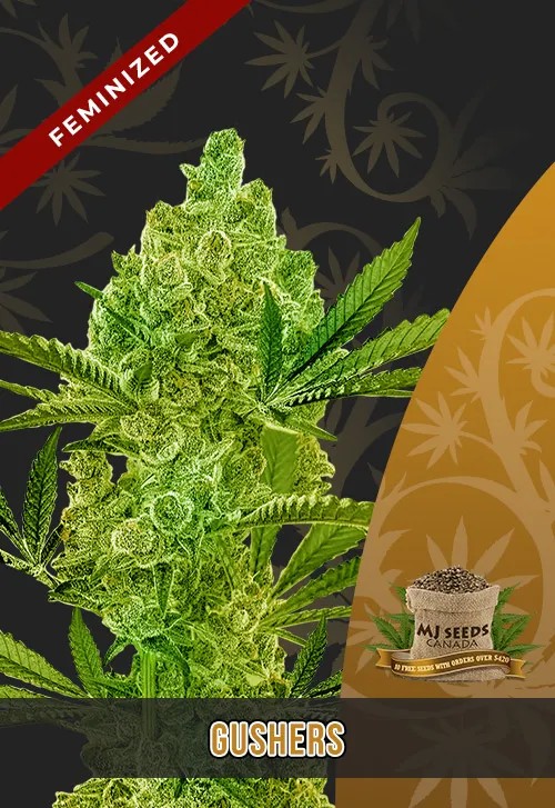 Gushers Strain Feminized Fast Version Marijuana Seeds