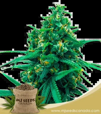 Blue Cheese Strain Autoflowering Marijuana Seeds