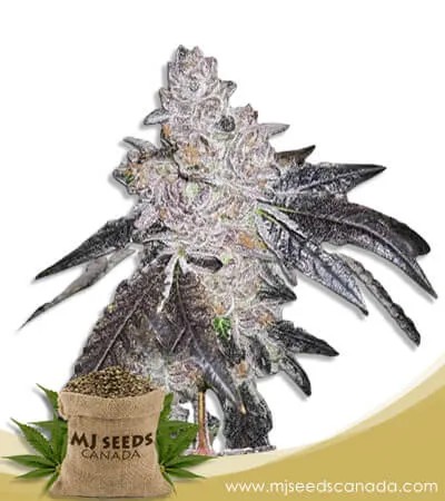 Gelato 48 Strain Feminized Marijuana Seeds
