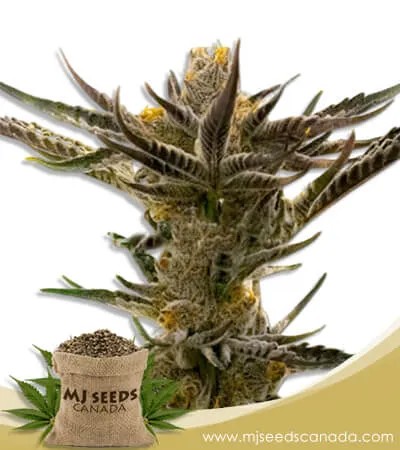 Shiskaberry Kush Feminized Marijuana Seeds
