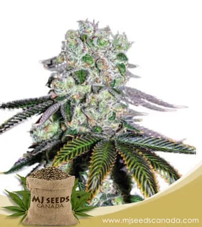 Wedding Crasher Strain Feminized Marijuana Seeds
